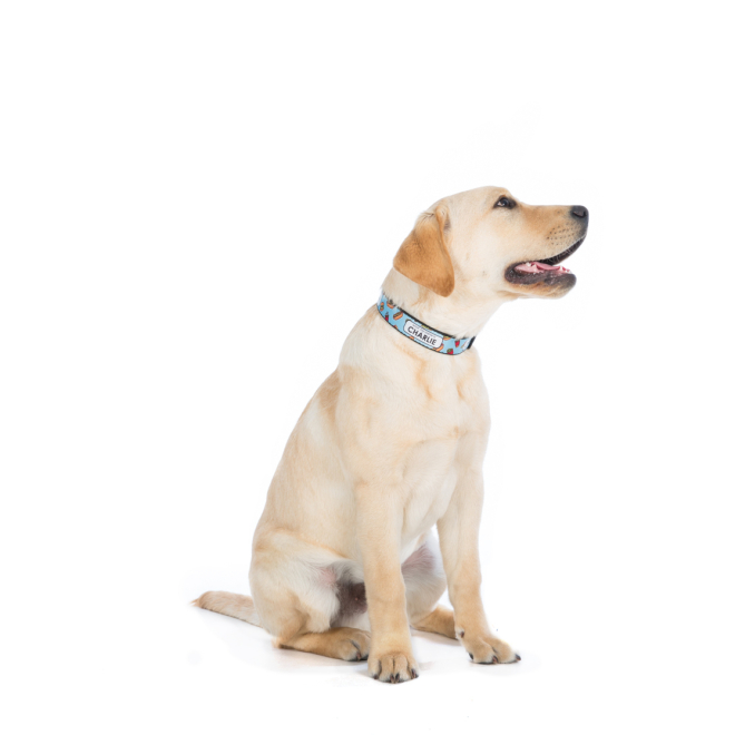 Dog Collar - Fast Food in a Variety of Colours