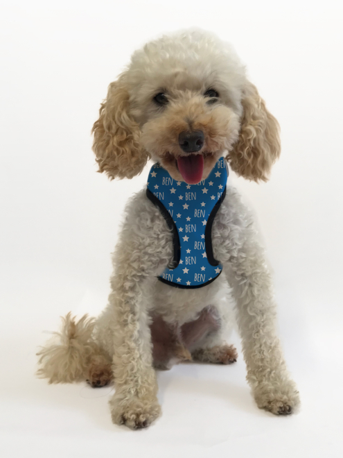 Personalised Pet Harness - Stars in Red or Blue